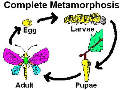 Complete Metamorphosis - Metamorphosis